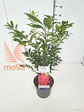 http://twentheplant.nl/tsd/91250_EUAFIREB_8P23040050_1.jpg