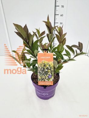 http://twentheplant.nl/tsd/91250_itvlchil_8P23040050_1.jpg