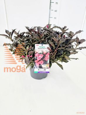 http://twentheplant.nl/tsd/91250_WEELOVE_8P23_1.jpg