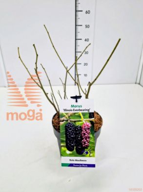 http://twentheplant.nl/tsd/91250_MOAIEVER_8p19040050_1.jpg
