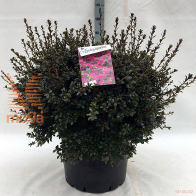 http://twentheplant.nl/tsd/55836_RHAMOENA_9c40060080_1.jpg