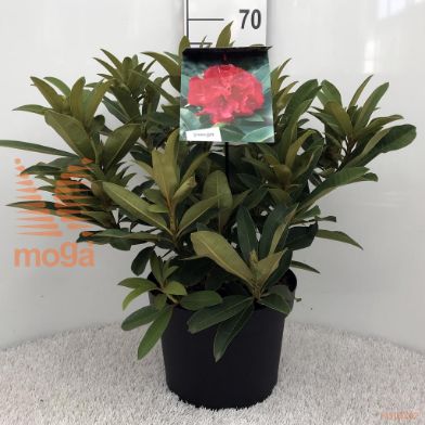 http://twentheplant.nl/tsd/55836_RHWRUBY_9C10040050_1.jpg