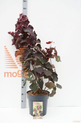 http://twentheplant.nl/tsd/81210_CECASPAD_9C12080100_1.jpg