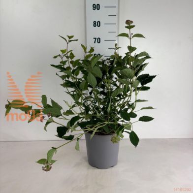 http://twentheplant.nl/tsd/61862_HYAPPERC_8p24050060_1.jpg