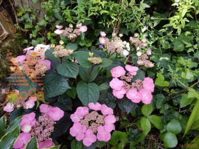 http://twentheplant.nl/tsd/76887_HYSDARED_8P19025030_3.jpg