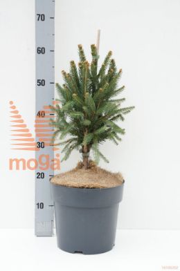 http://twentheplant.nl/tsd/55037_PIACOLUM_8P24040050_1.jpg