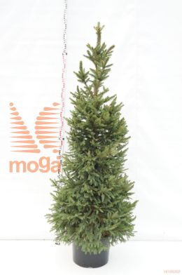 http://twentheplant.nl/tsd/55256_PIAWZWER_9C35180200_1.jpg