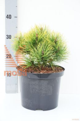 http://twentheplant.nl/tsd/94500_PIMGGLOW_8P23020025_1.jpg
