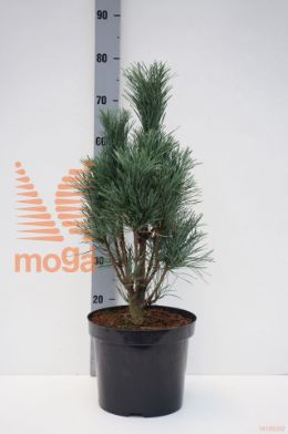 http://twentheplant.nl/tsd/94500_PINSFAST_8P26050060_1.jpg