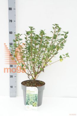 http://twentheplant.nl/tsd/68004_RIASCHMI_8P21050060_1.jpg