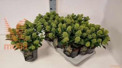 http://twentheplant.nl/tsd/88050_SKIJWDWA_8P17015020_1.jpg