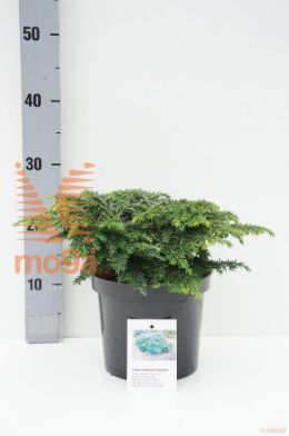http://twentheplant.nl/tsd/88315_TSCPOPEL_8p19020025_1.jpg