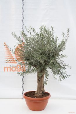 http://twentheplant.nl/tsd/500596_OLEUROPA_s060c90_1.jpg