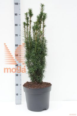 http://twentheplant.nl/tsd/71103_TABGROCK_9C10070080_1.jpg