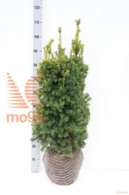 http://twentheplant.nl/tsd/71103_TABJUDIT_K070080E_1.jpg