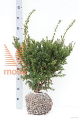 http://twentheplant.nl/tsd/71103_TABNPRAE_k050_1.jpg