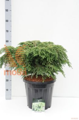 http://twentheplant.nl/tsd/55037_TSCGGLOB_9C15050060_1.jpg