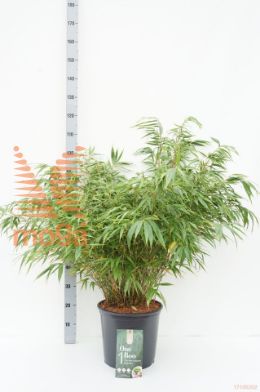 http://twentheplant.nl/tsd/55028_FARWENCH_9C14080100_1.jpg