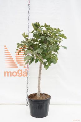 http://twentheplant.nl/tsd/500535_FICARICA_S080C90_1.jpg