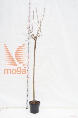 http://twentheplant.nl/tsd/93675_MOPLATAF_S2001012C30_1.jpg