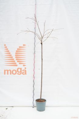http://twentheplant.nl/tsd/93675_PRKSZAKU_S2001012C30_1.jpg