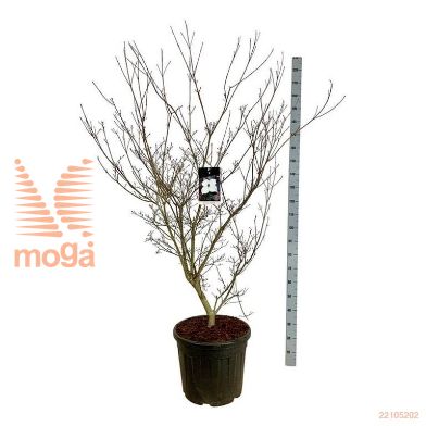 http://twentheplant.nl/tsd/93201_COKCAPPU_9C55150175E_1.jpg