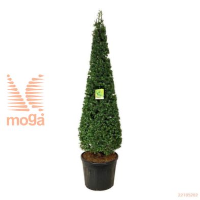 http://twentheplant.nl/tsd/93201_LAKAEMPF_vp175200c90_1.jpg