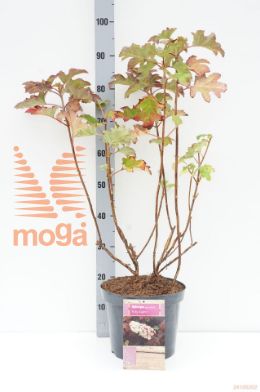 http://twentheplant.nl/tsd/73315_HYQRSLIP_8P26050060_1.jpg