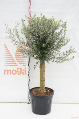 http://twentheplant.nl/tsd/500535_OLEUROPA_S060C45_1.jpg