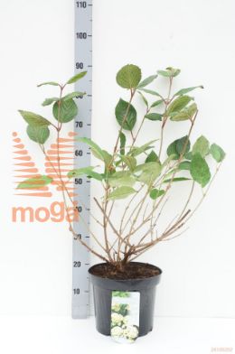 http://twentheplant.nl/tsd/90990_VIPGRAND_8p26050060_1.jpg