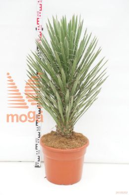 http://twentheplant.nl/tsd/500581_YUFAUSTR_9C25060080_1.jpg
