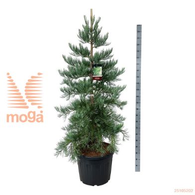 http://twentheplant.nl/tsd/55037_SEGHMTHR_9C90175200E_2.jpg
