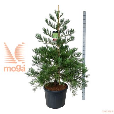 http://twentheplant.nl/tsd/55037_SEGHMTWO_9C90150175E_2.jpg