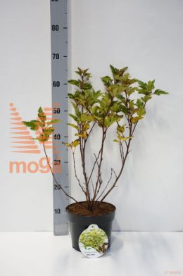 http://twentheplant.nl/tsd/58250_PHOLLEEN_8P19030040_1.jpg