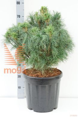 http://twentheplant.nl/tsd/73487_PISSQUIG_9C18040_1.jpg