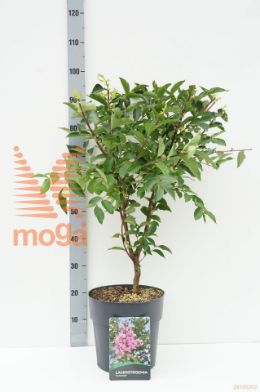 http://twentheplant.nl/tsd/62347_LAMUSKOG_9C10060080_1.jpg