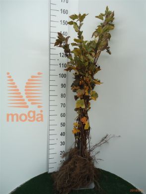 http://twentheplant.nl/tsd/76451_PHOPULIF_b211060100_1.jpg