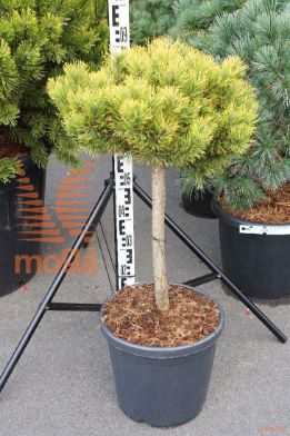 http://twentheplant.nl/tsd/93201_PIMCWINT_S040C18_1.jpg