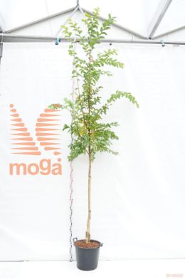 http://twentheplant.nl/tsd/78110_LATUSKEE_S91012C50_1.jpg