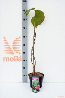 http://twentheplant.nl/tsd/62112_SIRHWINE_8P19030050_1.jpg
