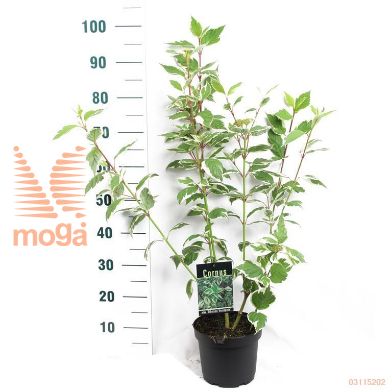 http://twentheplant.nl/tsd/61862_COASVARI_8P19040050_1.jpg