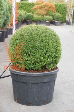 http://twentheplant.nl/tsd/93201_ILCGDWAR_VBL080C230_1.jpg