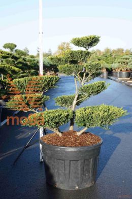 http://twentheplant.nl/tsd/93201_ILCGLUST_VB125150C23_1.jpg