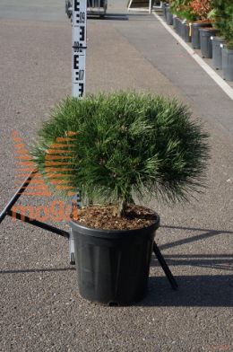 http://twentheplant.nl/tsd/93201_PINBREPO_S010C18_1.jpg
