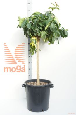 http://twentheplant.nl/tsd/500469_CIMHBUDD_S070C30_1.jpg