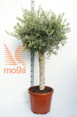 http://twentheplant.nl/tsd/500583_OLEUROPA_S060C35_1.jpg