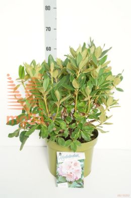 http://twentheplant.nl/tsd/55836_RHDDOTS_9c10040050_1.jpg