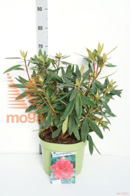 http://twentheplant.nl/tsd/55836_RHVULCAN_9C10040050_1.jpg