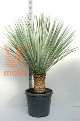 http://twentheplant.nl/tsd/500535_YUROSTRA_S030C45_1.jpg