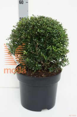 http://twentheplant.nl/tsd/71103_ILCSTOKE_VBL30C10_1.jpg